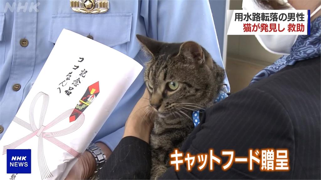 日本老翁受困水溝 虎斑貓示意救人獲乾乾獎賞
