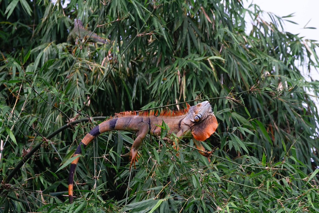 男抓綠鬣蜥「誤觸6.9萬伏特高壓電」燒成火球　釀4企業停電恐面臨求償