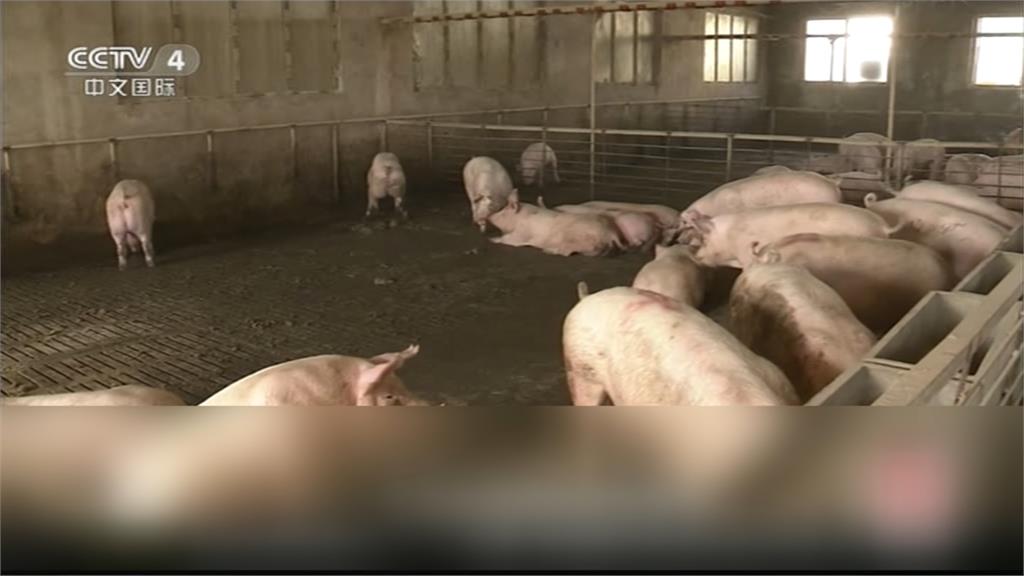 香港出現非洲豬瘟！政府撲殺6000豬隻竟遭業界反彈 