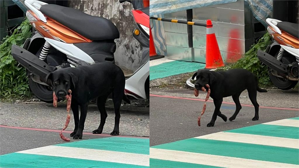 基隆最萌外送員！小黑「叼香腸過馬路」魔性步伐笑翻網：表情驕傲超欠拍