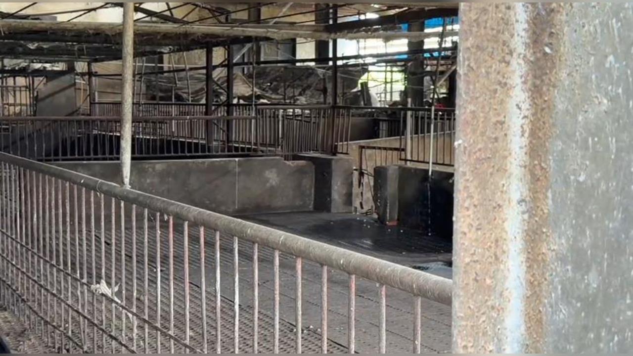 快新聞／消費者恐吃下肚？28頭疫豬上週出貨至「這市場」　中市府急追下落