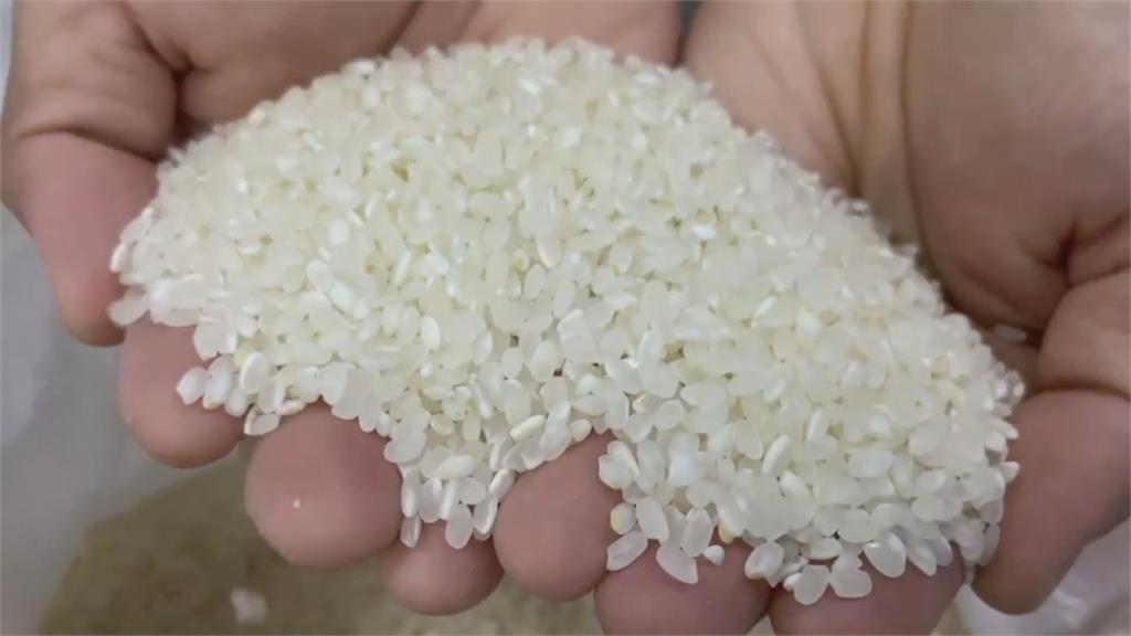暖化危機　科技部：台灣水稻恐減產、登革熱風險增加