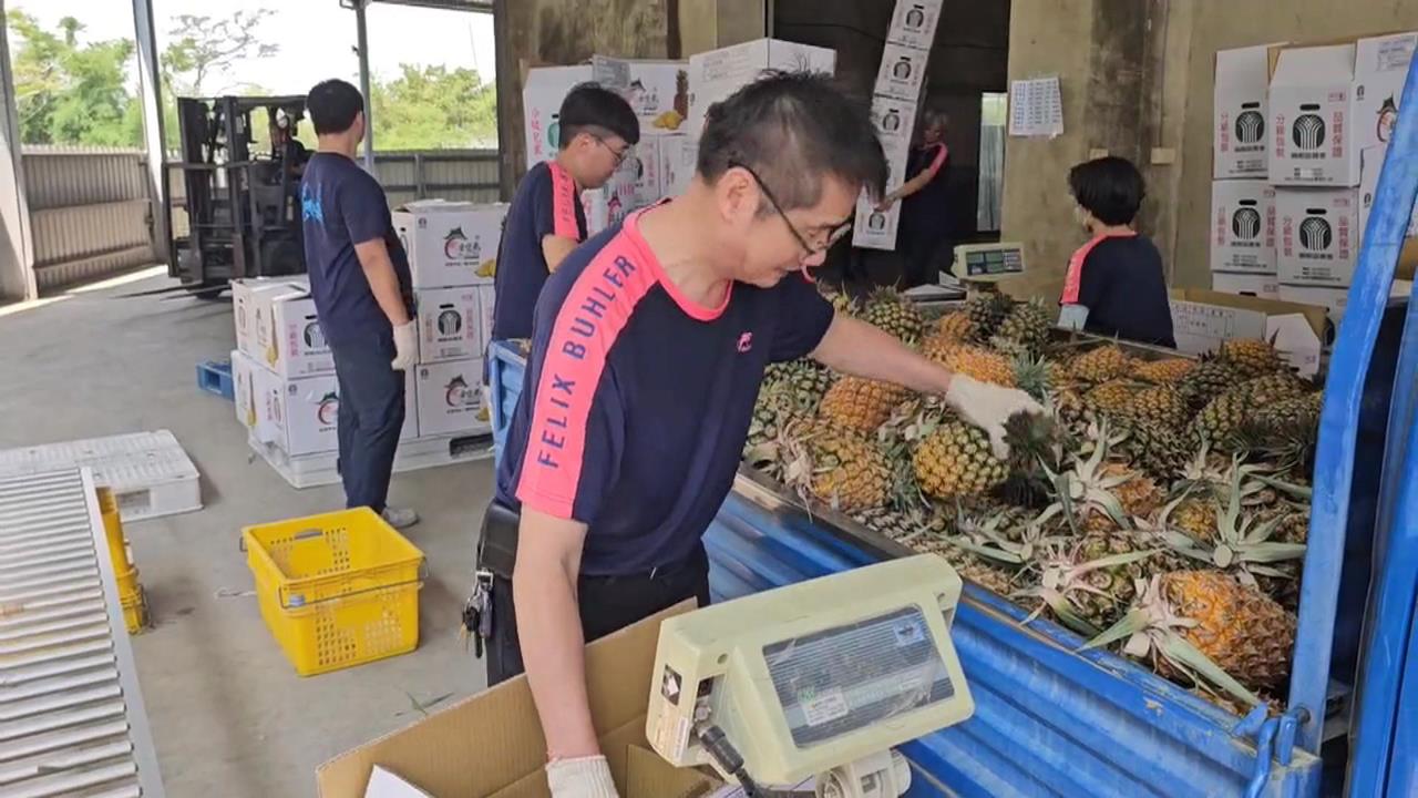 鄭習會後＂惠台＂開放鳳梨？　 黃偉哲酸：鄭麗文是除蟲專家？
