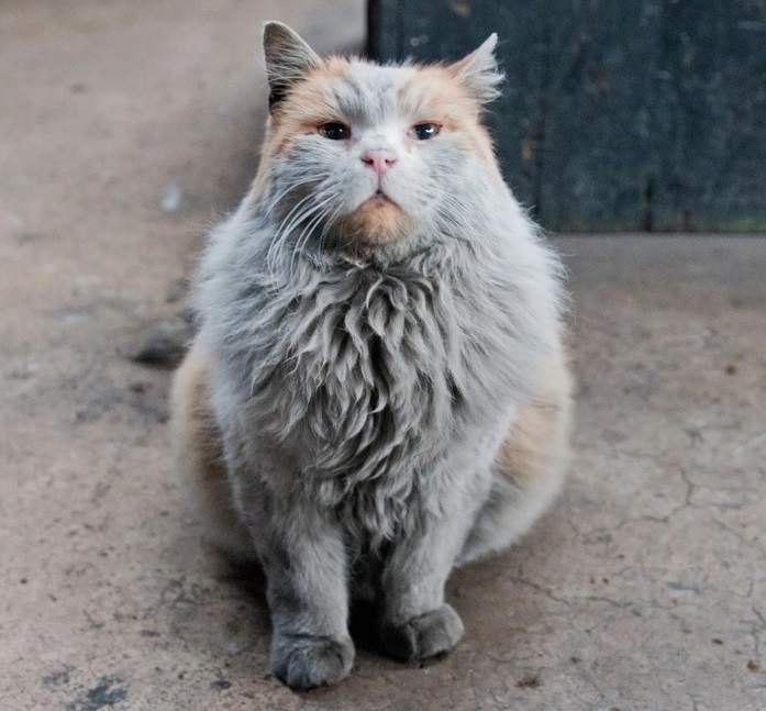 火車站之王《灰塵貓》 看起來好像很需要洗個澡的樣子