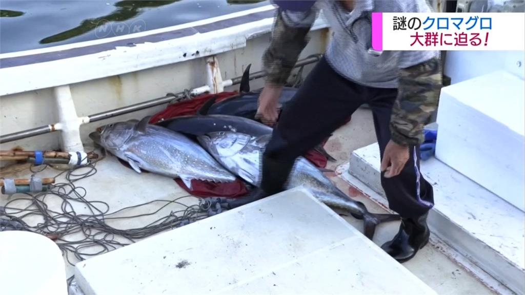 日本團隊出海探索  揭開黑鮪魚生態之謎