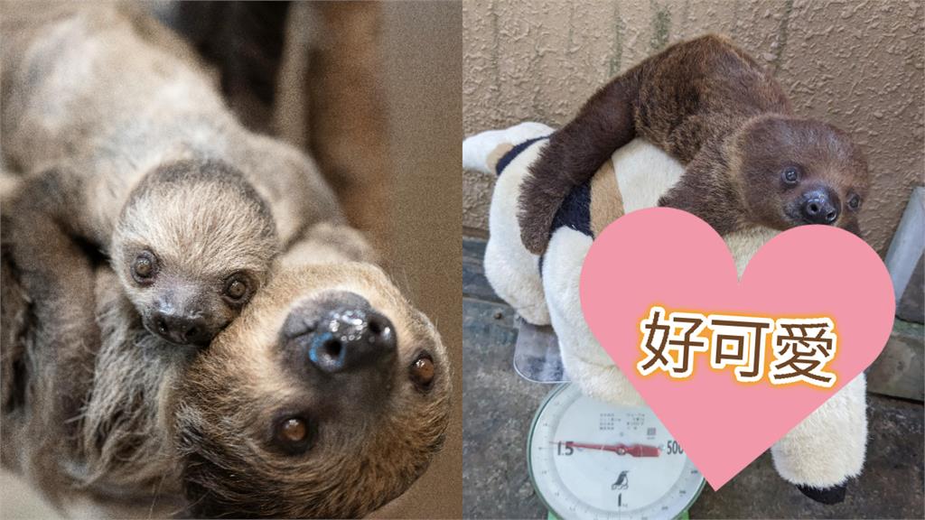 不想量體重啦!日本動物園拿1物「樹懶寶寶乖乖趴好」萌度破表…全網融化了
