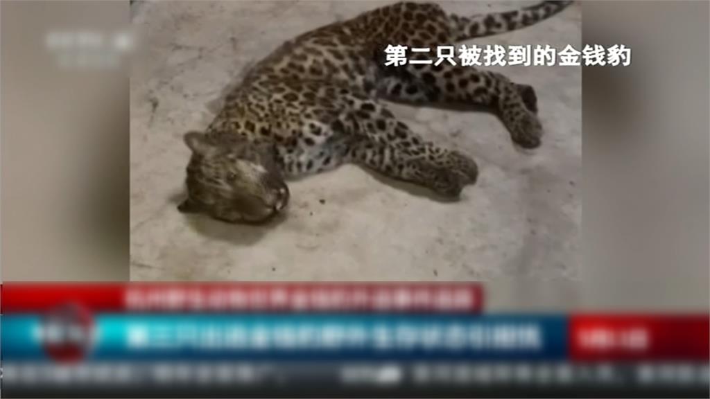 怕五一長假營業收影響　3隻金錢豹落跑　杭州動物園竟隱瞞