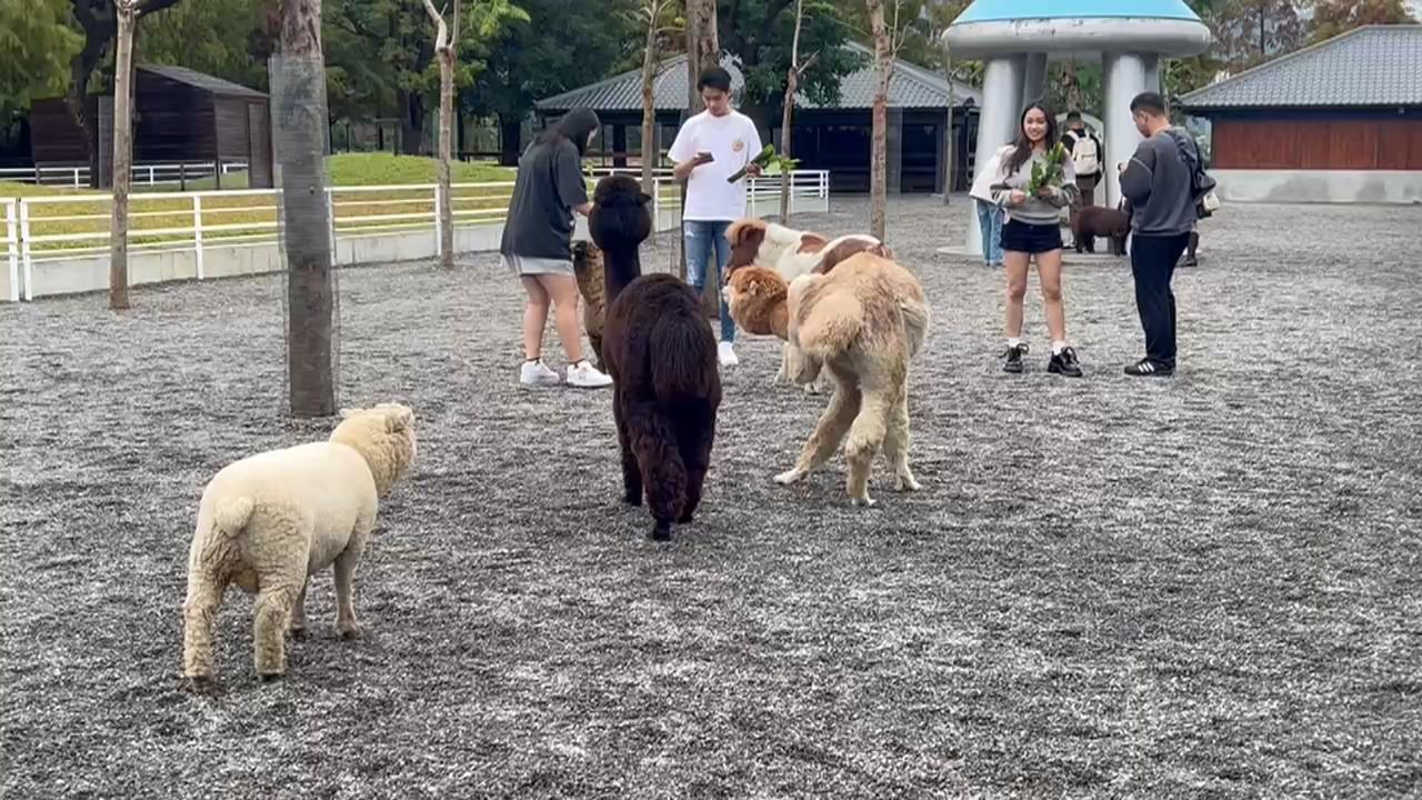 王男投藥毒害動物　張美阿嬤農場臉書嗆：兒子是巨嬰