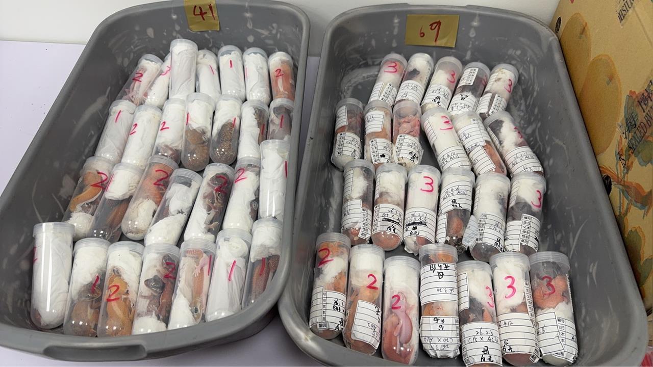 快新聞/廈門返台夾帶304隻活體昆蟲!海關示警:最重恐關7年、重罰300萬