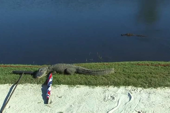 「最威觀眾」趕不走 高爾夫球賽遭鱷魚擋道