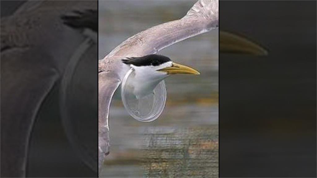 海漂垃圾污染海洋　鳥類誤認食物影響覓食