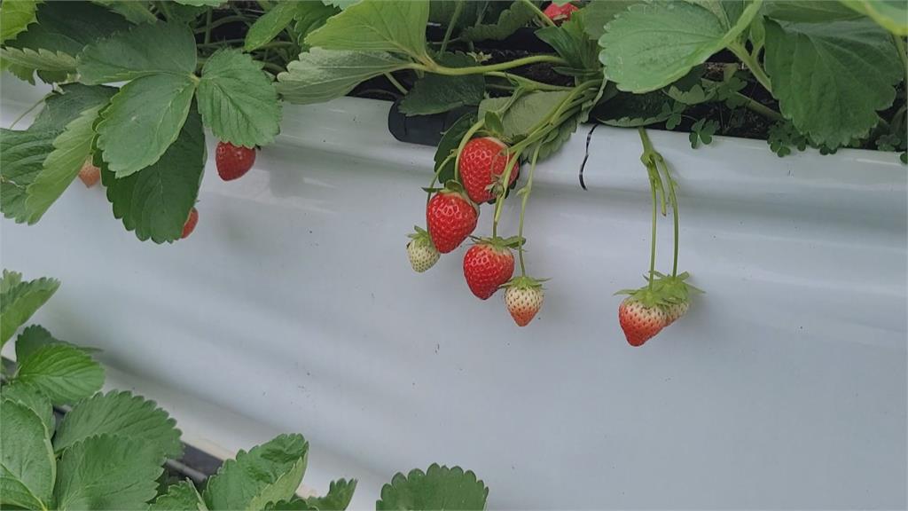 可以採了！大湖草莓鮮紅飽滿　外國遊客體驗採果樂