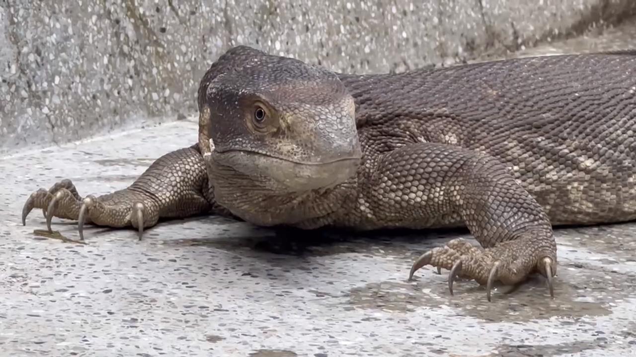 彰化民眾街頭拾獲「哥吉拉」　飼主仍未領回！開放認養搶手