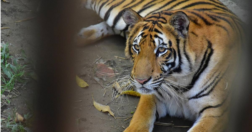 清邁72隻老虎離奇死亡 疑犬瘟熱或貓瘟肆虐!觀光熱點緊急關閉消毒