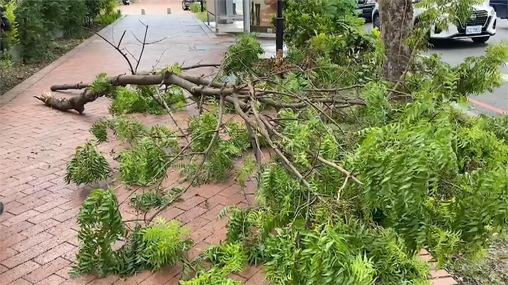 台中路樹突斷裂 猛砸路過騎士2人傷