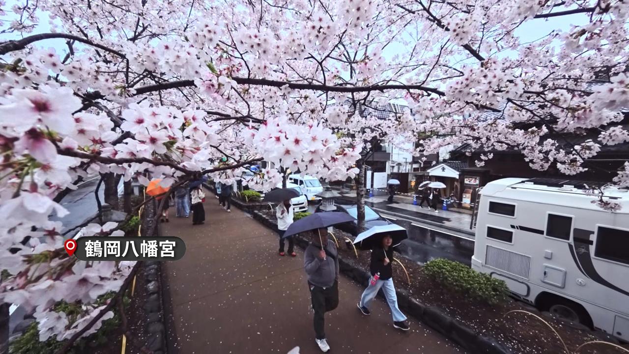 賞櫻季觀光公害問題再現　業者改推日本二線城市
