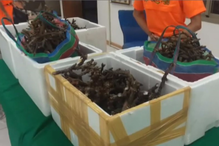 潛水客盜採 台東富山漁場47kg珊瑚遭砍下