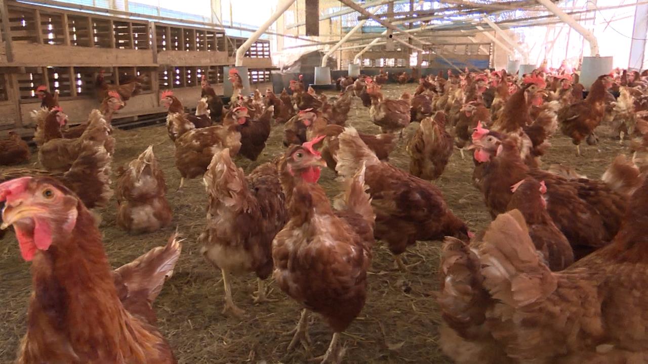 懶人養雞法!飼主親赴日本取經 「鋪乾草+益生菌」有效去味化