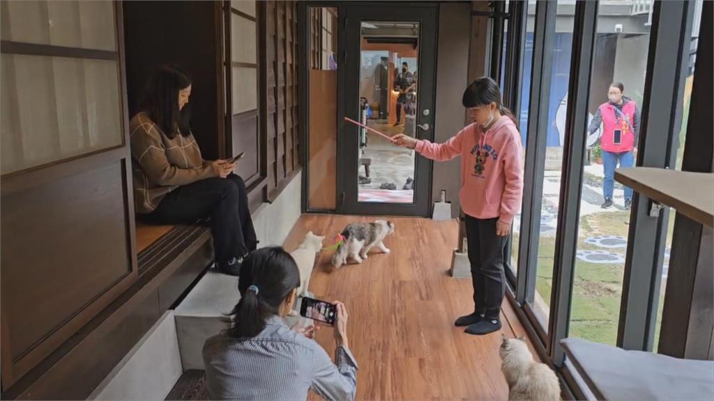 撸貓店正夯！　貓咖進駐台南市歷史建築吸民眾造訪