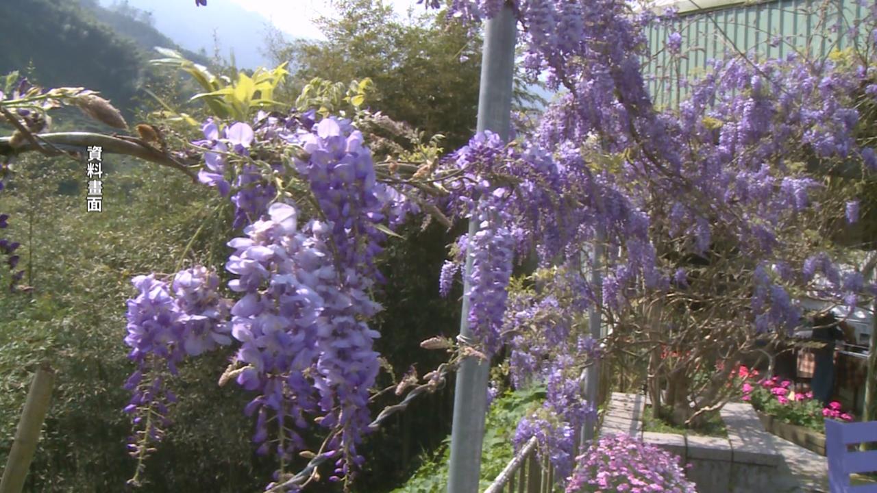 浪漫山城之旅! 嘉義瑞里紫藤花季3月登場