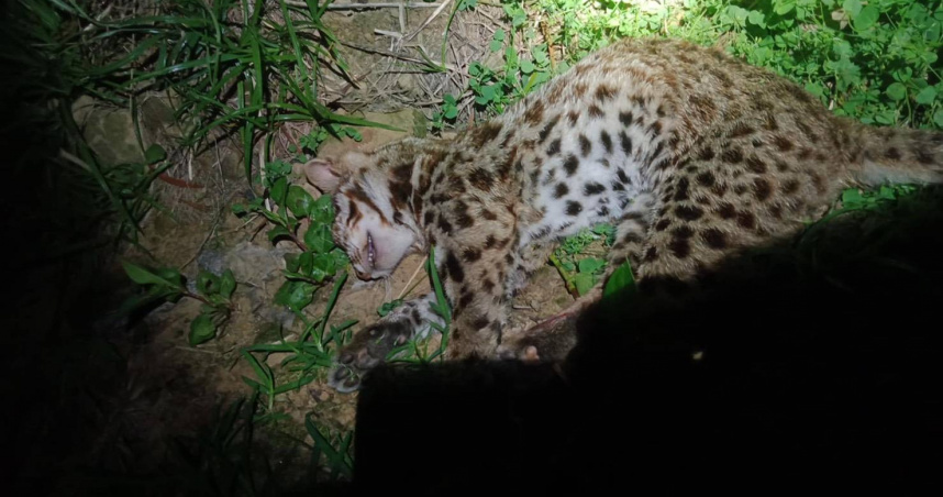 自製獵槍射殺石虎！一隻3000　越籍移工把山林當buffet慘了