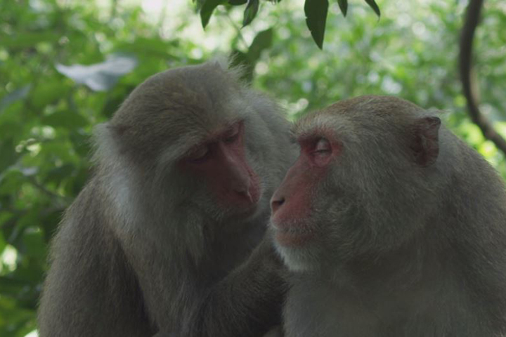 猴王很溫柔 紀錄片幫台灣獼猴洗冤名