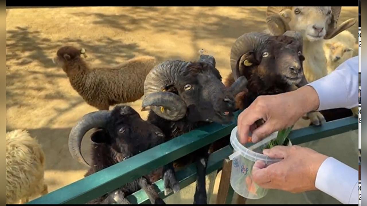 黑羊戰白羊3打1遭控霸凌 動物園澄清:未讓白羊孤立無援