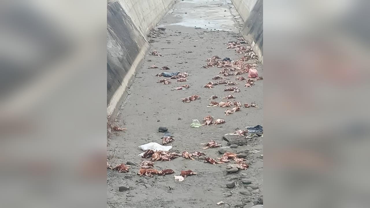 快新聞/苗栗後龍死雞一片!被棄置出海口 動保所急送驗禽流感、追查來源