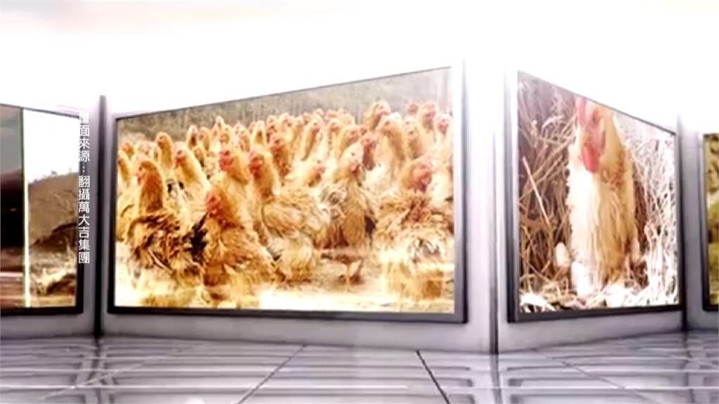 宣稱「代養代售」雞隻年賺57% 千人上當被詐近9億