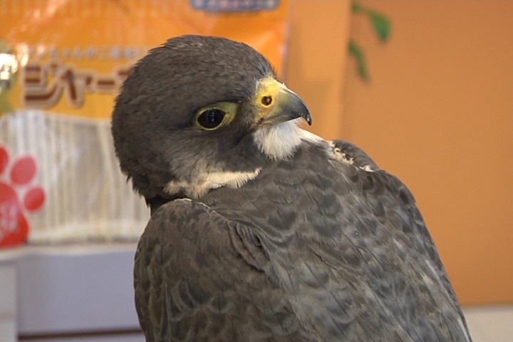 樹林間違法架設鳥網 野生貓頭鷹落難