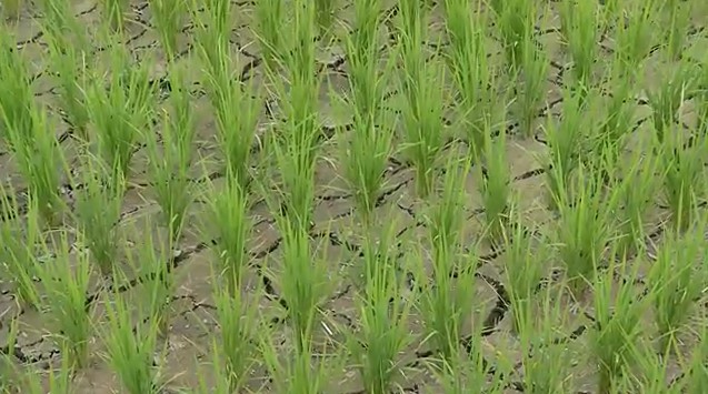 快新聞／台東池上鄉「稻田龜裂」！農民：若繼續不下雨　恐影響水稻生長