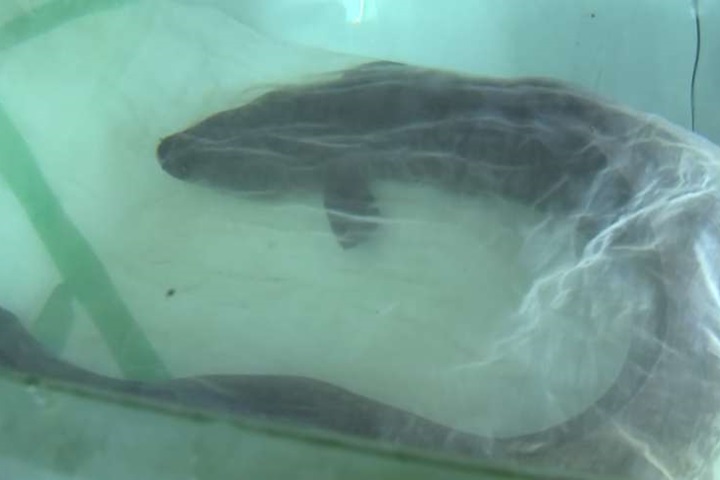175公分「大尾鱸鰻」 民眾開價25萬元收購