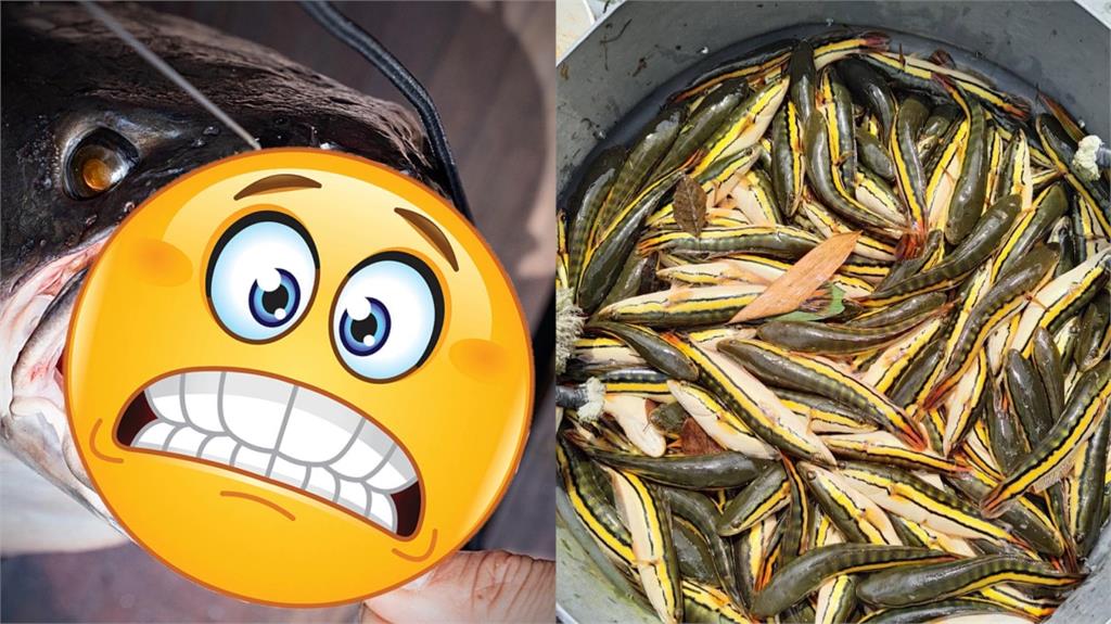 日月潭「惡霸」繁殖期來襲！魚虎超近距離「尖牙利嘴」驚悚照曝光