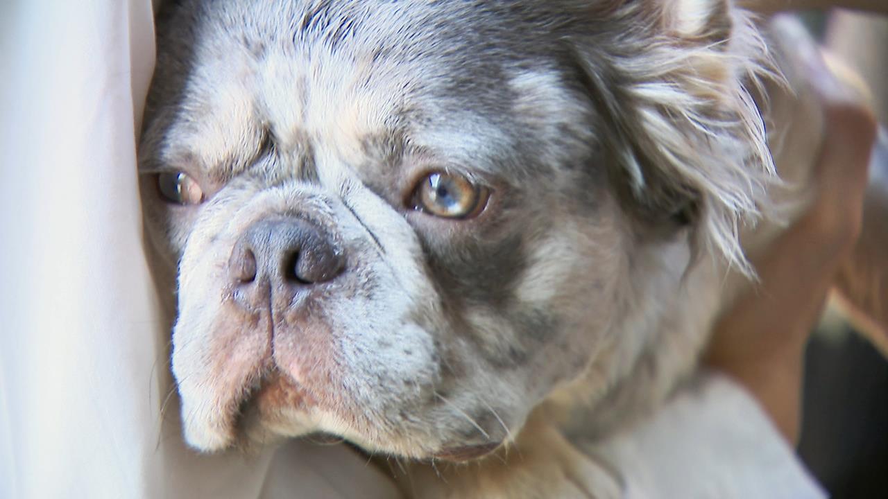 隱形殺手! 愛犬散步「誤食滅鼠藥」 飼主急尋獸醫催吐