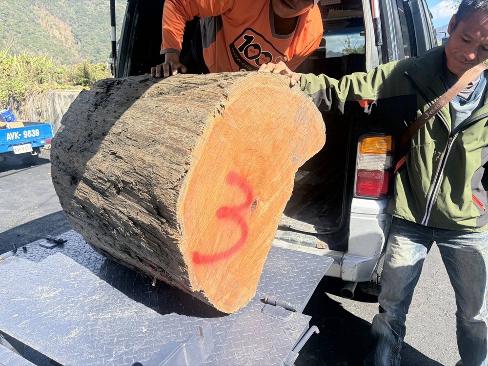 光天化日滿載一級扁柏 南投警山區攔截山老鼠逮3人