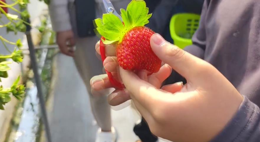 天冷泡湯兼採果　大湖草莓溫泉季登場週邊交管