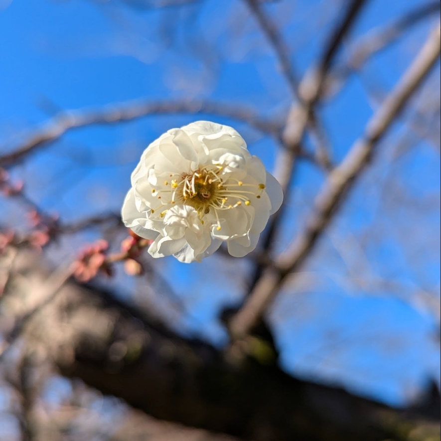 日本茨城偕樂園 園內種上千梅樹吸大批遊客