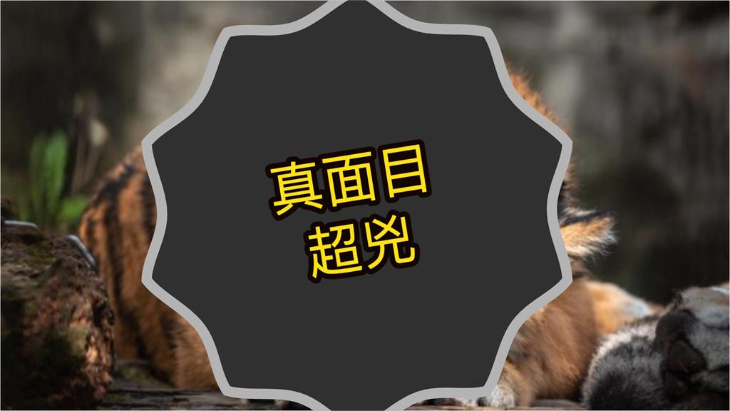 野生躺趴片吸140萬人搶看!超兇「真面目」全外流…網嗨:想一起睡