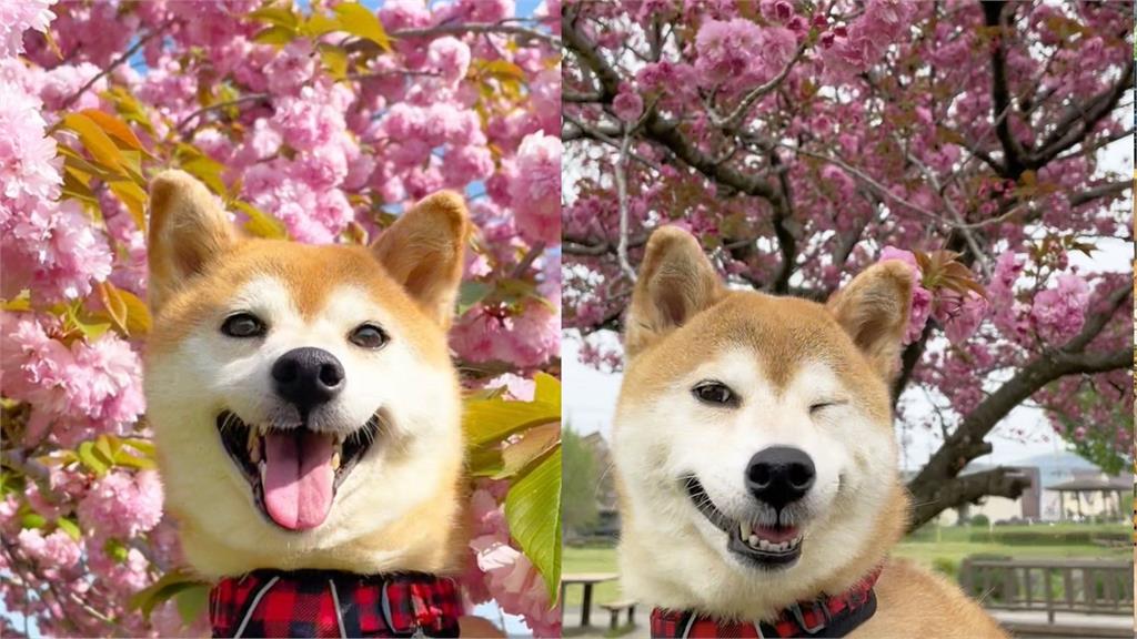 日本網美級柴犬看到鏡頭「秒微笑+眨眼」！電暈百萬網友：比櫻花還美