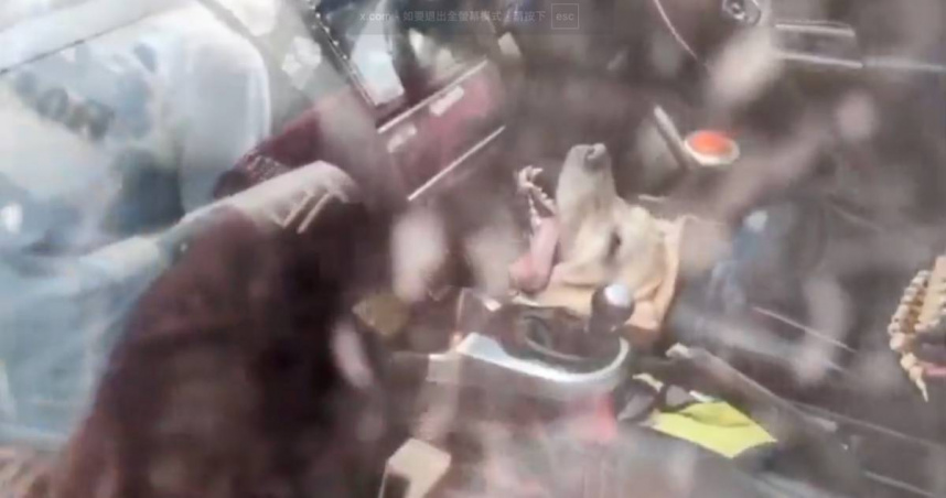 愛犬留車內活活被熱死！「痛苦喘氣畫面曝光」飼主見遺體崩潰