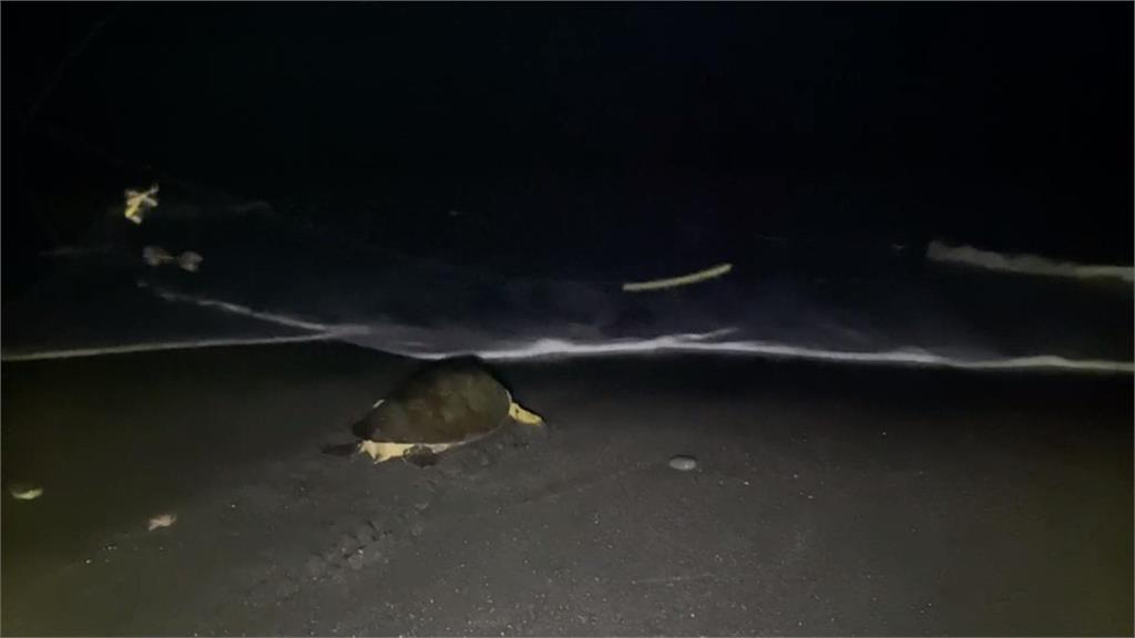 綠蠵龜南澳神秘沙灘疑產卵　重大發現！研究團隊到場調查