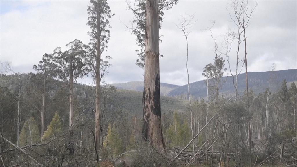 澳洲塔斯馬尼亞巨木生存受威脅　外界籲妥善規劃開放觀光兼環保