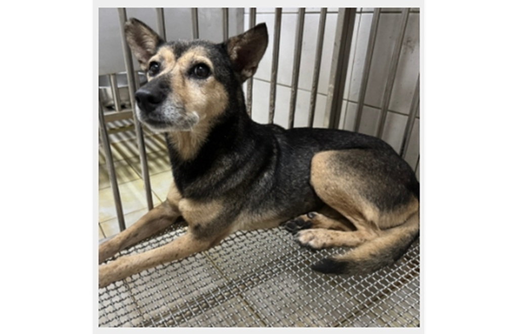 2寵物犬先後走失　新北動保處提醒犬隻走失5日內要申報
