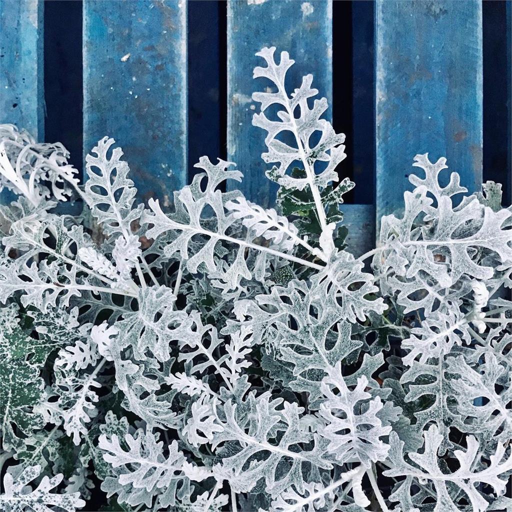 耶誕節佈置必備！9種「雪銀色」觀葉植物 讓你家質感暴漲