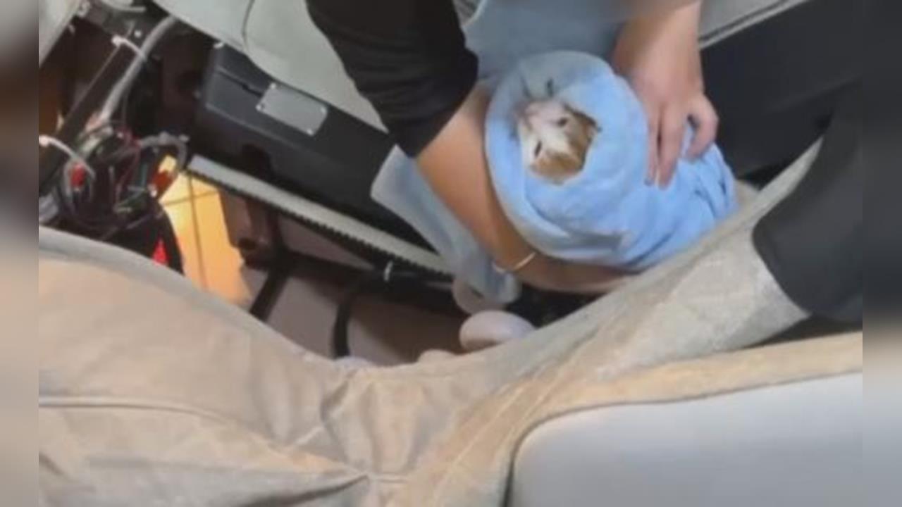太皮了! 橘貓卡按摩椅"淒厲慘叫" 飼主通知消防隊救援