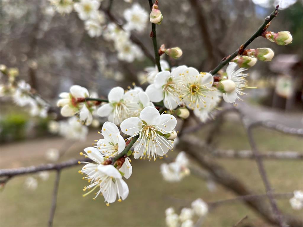 桃園角板山行館梅花季1/17起登場 限量贈送I-DLE舒華桌曆、梅子康普茶