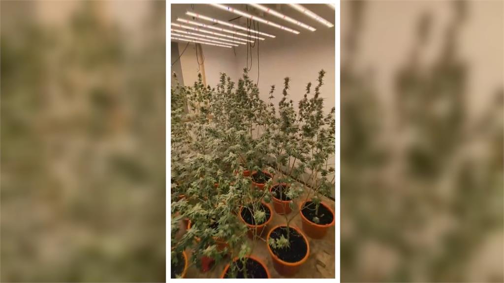 龍眼乾暗藏6公斤大麻　越南籍移工跨境運毒「還自己種」