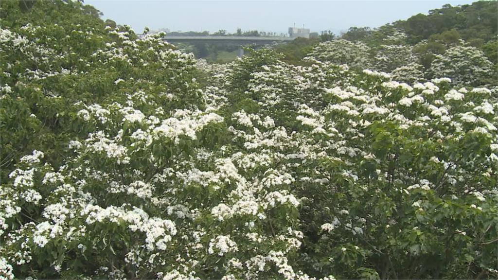 苗栗銅鑼天空步道封鎖　遊客賞油桐花撲空