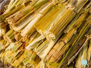 萃取食用油不再只能用化學藥品！歐盟批准甘蔗渣副產品成為新選擇