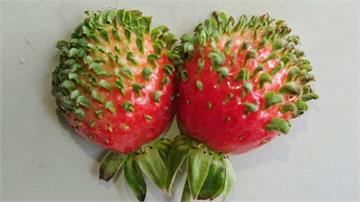 草莓怎麼長出頭髮？專家解釋：植物的本能